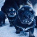 프라임 도그 이미지