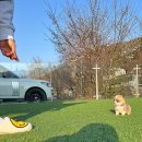 데스티니 퍼피 네이버블로그