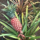 기쁨농장 이미지