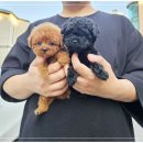 나눔펫 책임분양소 강아지분양 일산점 이미지