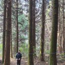 할락 | 서귀포 마보기오름과 서영아리오름 가는 길이 조금 어렵지만 비밀의 숲 느낌이 나네요