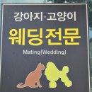 야옹아 멍멍해봐 | 여행중 만난 반려동물의 천국 야옹아 멍멍해봐 안동점 방문 후기