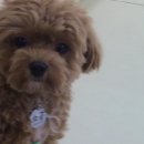 아라댕댕 이미지