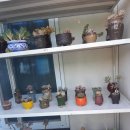 백일홍상사 이미지