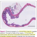 Healthy Cat 이미지