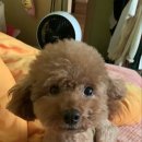 커들리 독 이미지