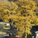 함안향교 | 함안향교 은행나무 지난주말 방문후기