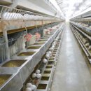 성진부화장 이미지