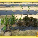 양주농장 이미지