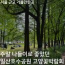 내꽃공원 | 서울 근교 가볼만한곳, 일산호수공원 꽃박람회 후기