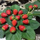 하원농장 이미지