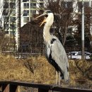 왜가리의 Complain 이미지