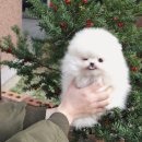 의정부 요미독앤캣 강아지분양 고양이분양 | 송도강아지분양, 어디서 시작해야 할까요? 요미독앤캣 안산점에서!