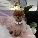 샵뽀도독 이미지