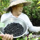 왕베리농원 이미지
