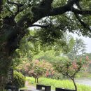 서출지 | 경주 서출지 배롱나무 비 오는 날 더 아름다웠던 여름 풍경 (촬영일25.7.19)