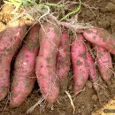 양주시농업기술센터 이미지