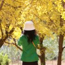 은행나무 농장 이미지