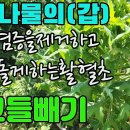 왕고들빼기(백룡두,산와거)-여름나물의갑,몸속염증을몰아내고 피를잘돌게하는활혈초 조회수 3.8천회 3년 전 이미지