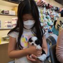 토미펫샵 | 김포애견분양 귀염둥이 말티즈 토미 !
