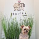 이마트24 사가정역점 | 중랑구 사가정 신상애견카페 24시간 운영하는 마이닥스