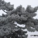 백송