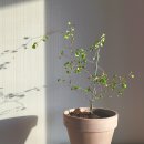 [식물일기🌱] 월간화원 구매 후기, 남사화훼단지 후기 (에르베플라워아울렛 + 예삐플라워아울렛)