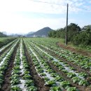 안하농장 이미지