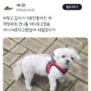 언니랑개