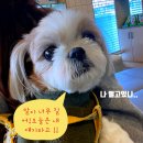 정담 동물병원 | 대전 동물병원 갈마동 정담동물병원/귀치료 (직접 다녀 온 후기)