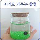 마리모 | 마리모 키우기 키트 후기 초등학생도 빠진 만원 취미 진짜 살아있는 공일까