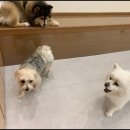 애견친구 | 송도애견호텔 후기 요미와친구들에서 아이가 행복하게 지낸 하루