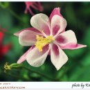 진화 묘 이미지