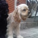 선동물병원 이미지