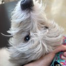 청담눈초롱안과동물병원 이미지