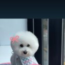 뽀삐애견샵 이미지