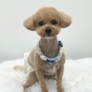 아뭉아뭉 반려견 미용실 이미지