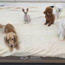 다온멍스쿨 이미지