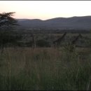 세렝게티 이미지