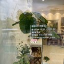 아산 배방 꽃집 / [ 꽃을닮다 ] + 해바라기 구입 🌻