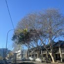 D+458 브라질리언제모 2회차 후기/ Alexandria 저렴한 아시안마트/ 서점 안 Dulcet Cafe/ 집에서 김밥...
