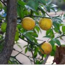 옛날솜씨마을 이미지