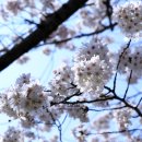 ♣ 경주 벚꽃 산책.... 이미지