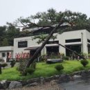 일산애견 이미지