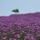 반월도퍼플펜션 이미지