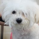 러브썸그루밍샵 이미지