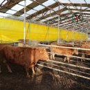 부부한우목장 이미지