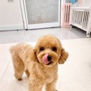 도그레스트 | 넓은 실내와 쾌적한 부평애견유치원 호텔이용후기! &#39;도그인포레스트&#39;