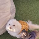 486독캠프 이미지