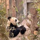 중원도촌-A-14 | 중국 사천성 청두 여행 후기 코스 맛집 총정리 중국여행지 추천